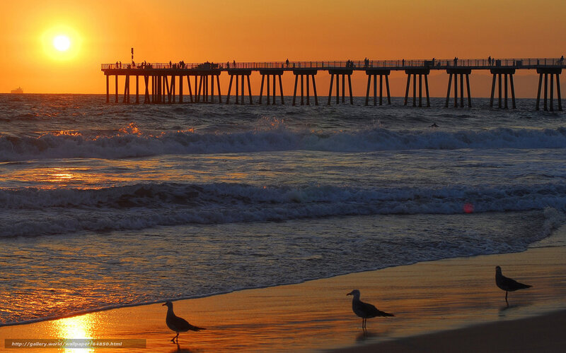 Seagulls on Beach — Orange