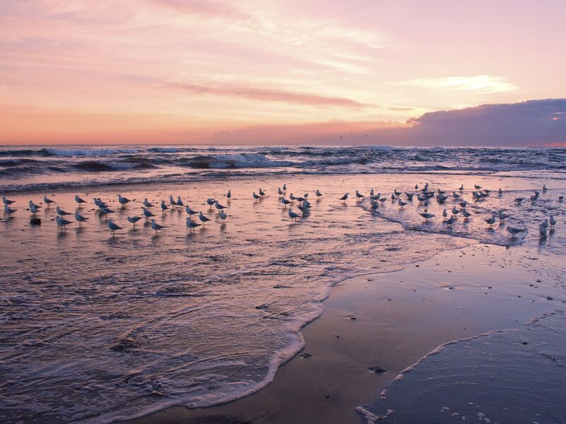 Seagulls on Beach — Pink, Serene