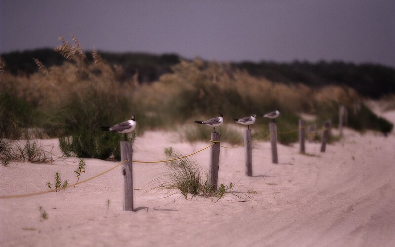 Seagulls on Beach Posts