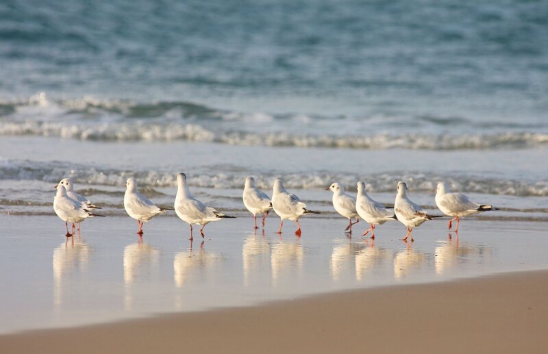 Seagulls on Beach