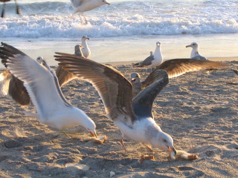 Seagulls on Beach — White, Active