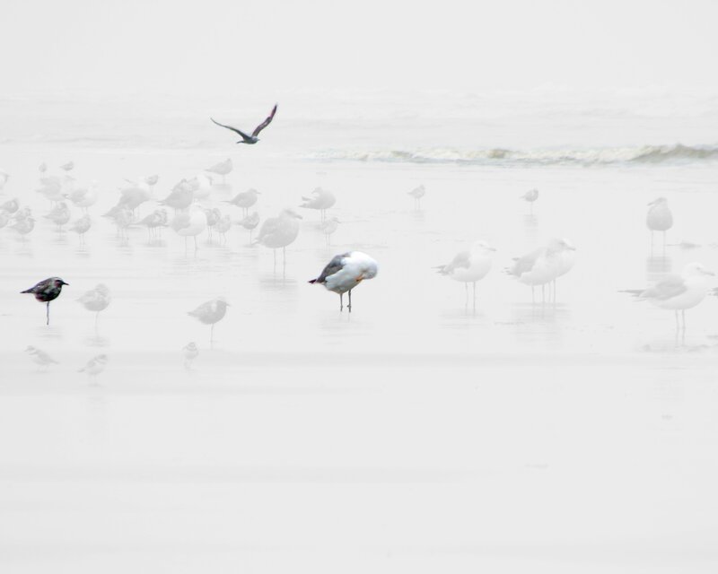 Seagulls on Beach — White