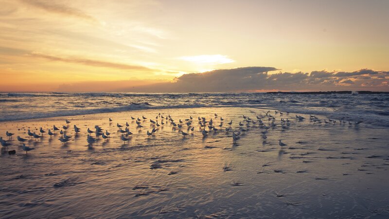 Seagulls on Beach — Yellow, Serene