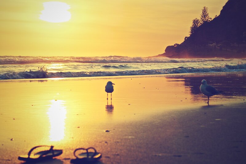 Seagulls on Beach — Yellow