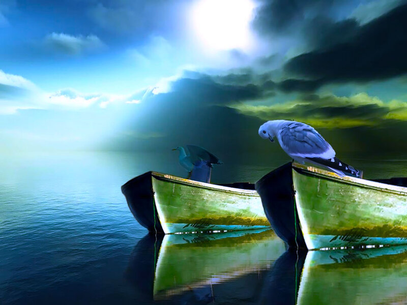 Seagulls on Boats