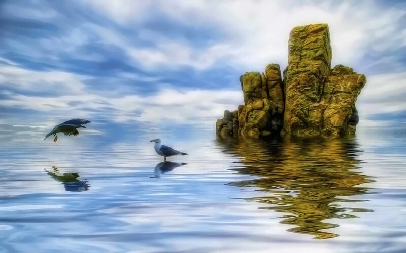 Seagulls on calm water