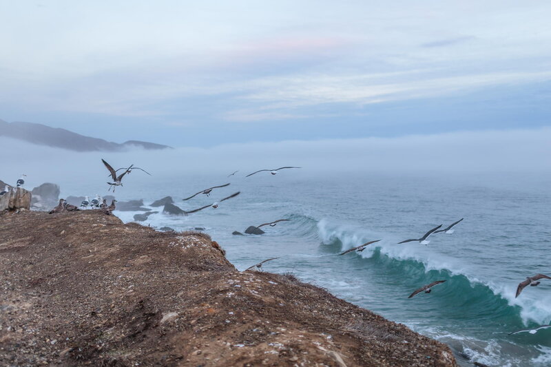 Seagulls on Cliff