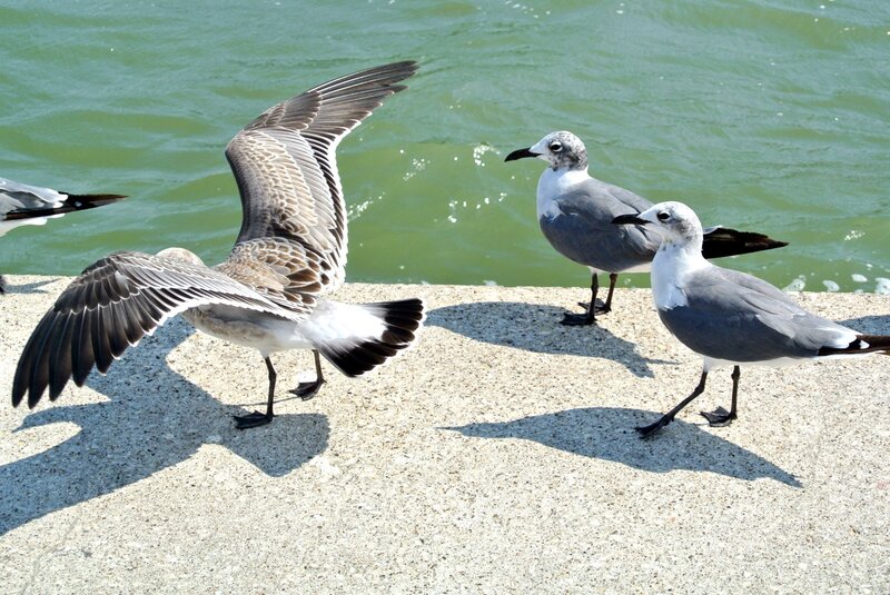 Seagulls on Concrete