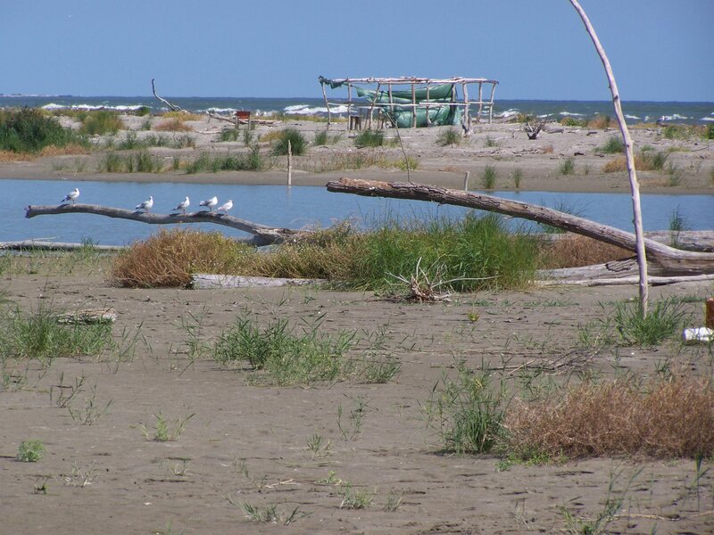 Seagulls on Driftwood