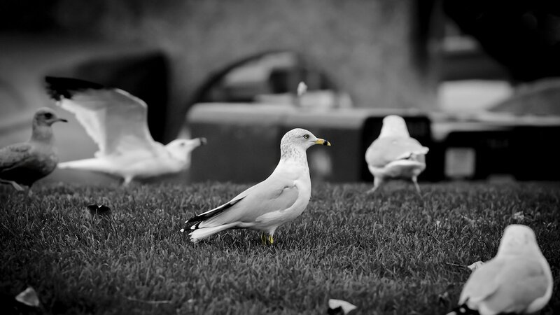 Seagulls on Grass — Black, Calm, Photograph