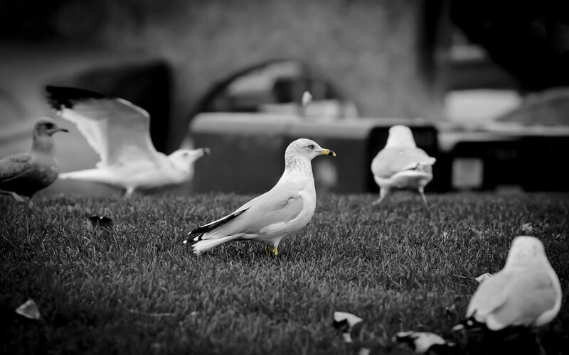 Seagulls on Grass — Black, Calm