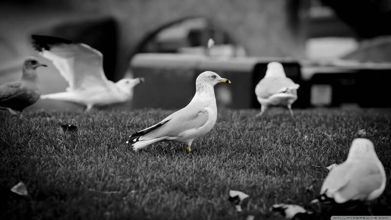 Seagulls on Grass — Black