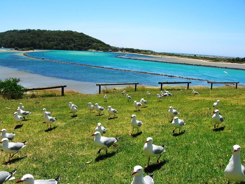 Seagulls on Grass