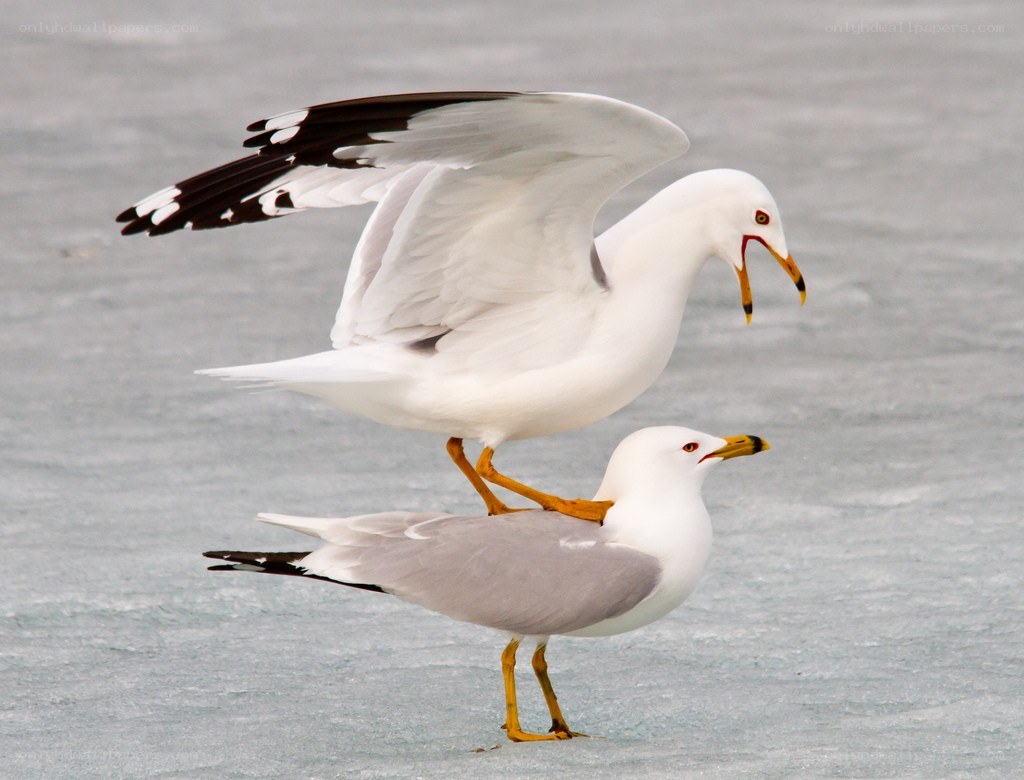 Seagulls on ice