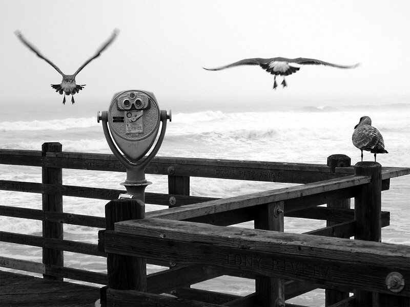 Seagulls on Pier — Black