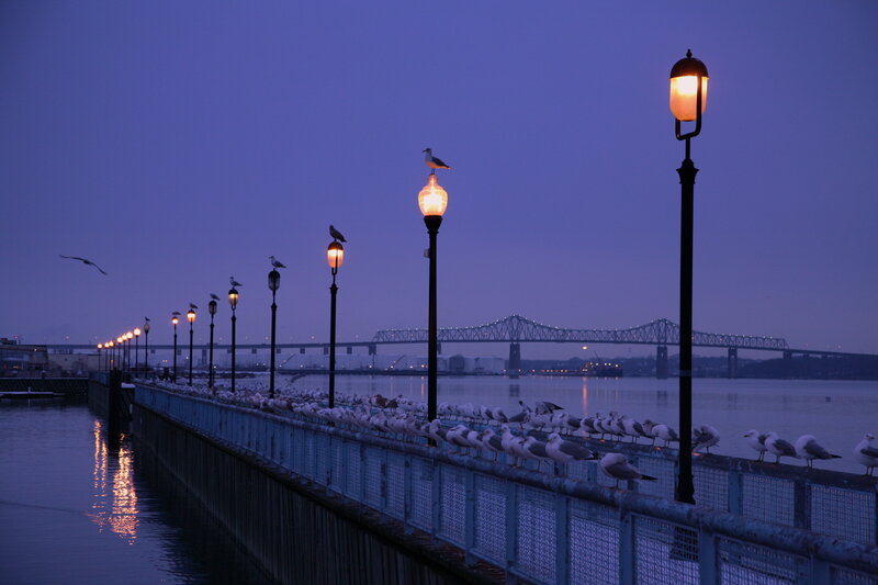Seagulls on Pier — Blue