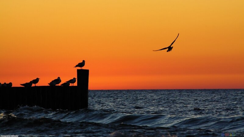 Seagulls on Pier — Orange, Serene