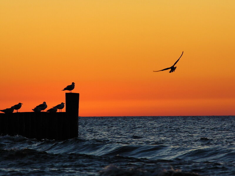 Seagulls on Pier — Orange