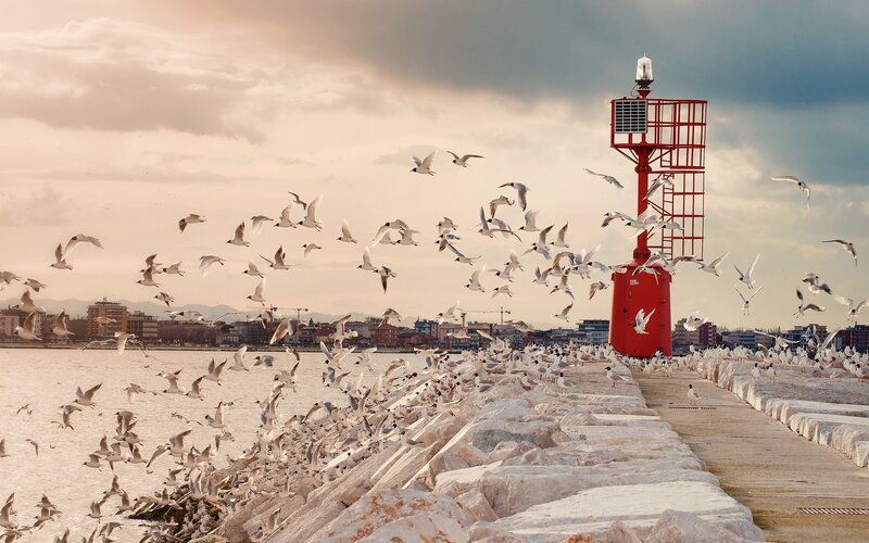 Seagulls on Pier — Red