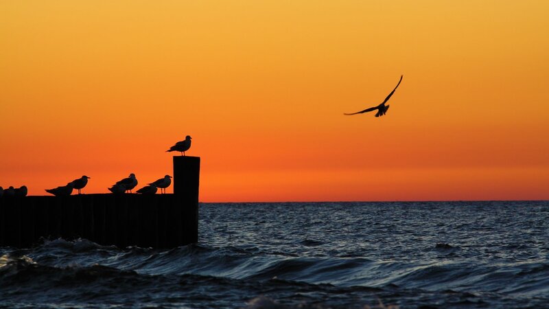 Seagulls on Pier