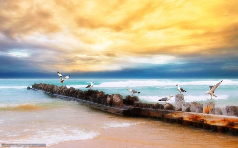 Seagulls on Pier — Yellow, Dramatic, Sunset, Photograph, Ocean