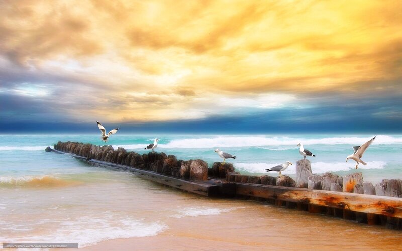 Seagulls on Pier — Yellow, Dramatic, Sunset, Photograph