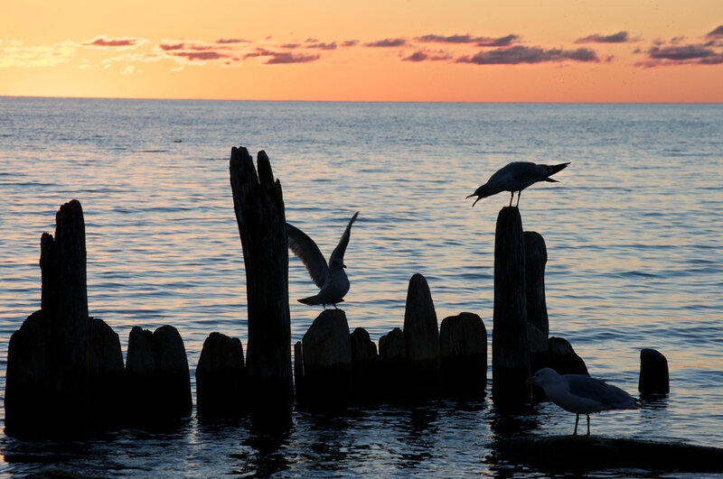 Seagulls on Pilings