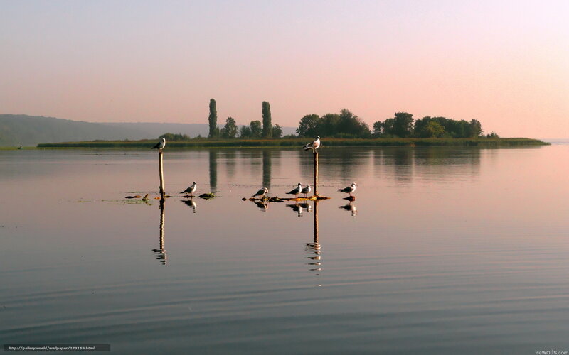 Seagulls on posts at sunset