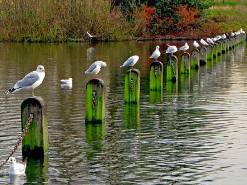 Seagulls on posts in a pond