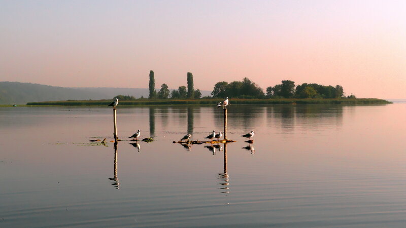 Seagulls on Posts — Pink