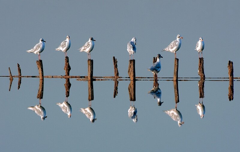 Seagulls on Posts