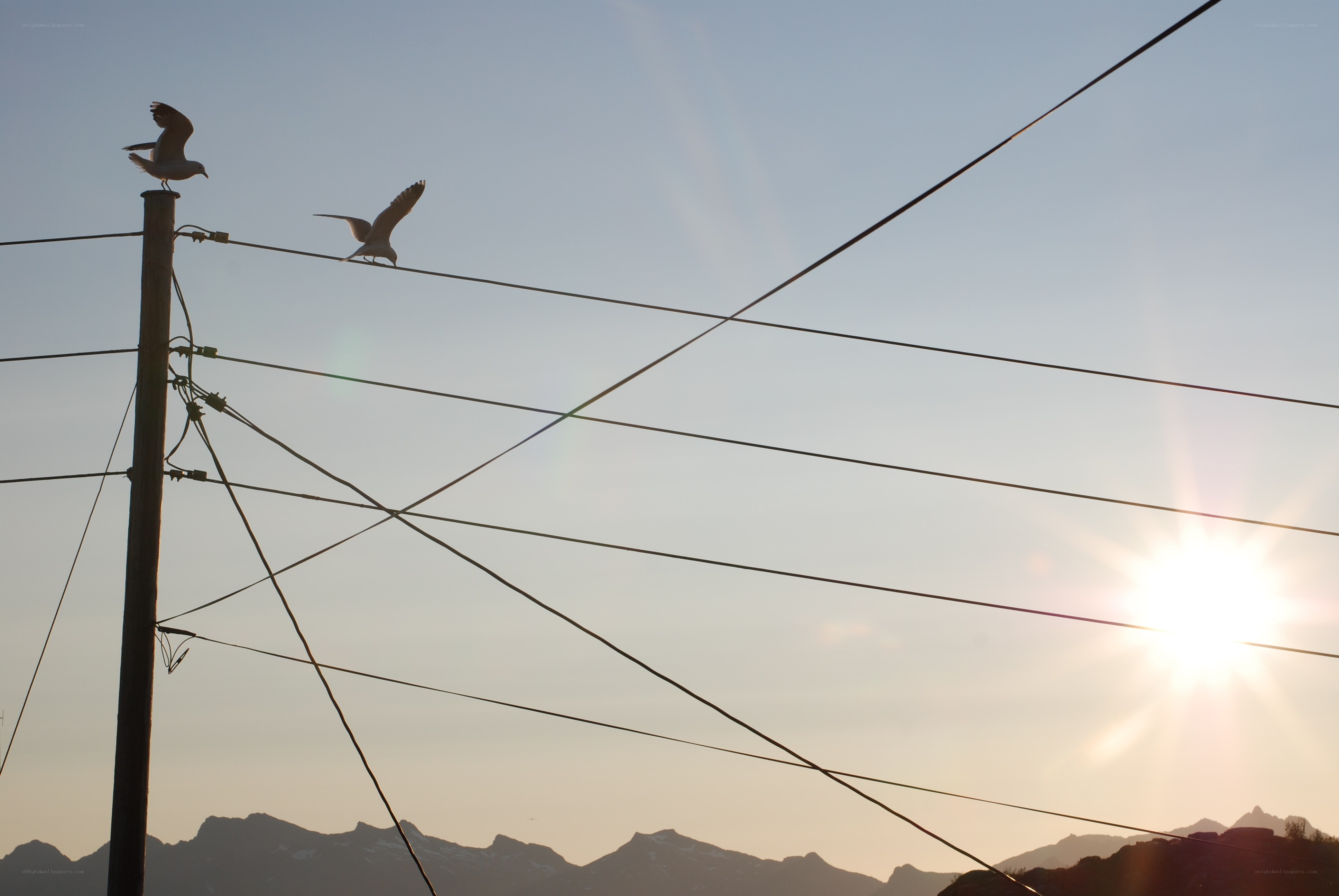 Seagulls on power lines at sunset