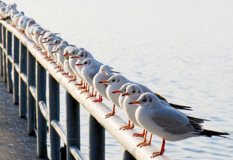 Seagulls on Railing