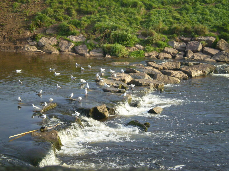 Seagulls on River Rocks