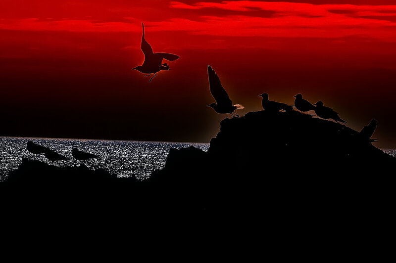 Seagulls on Rock