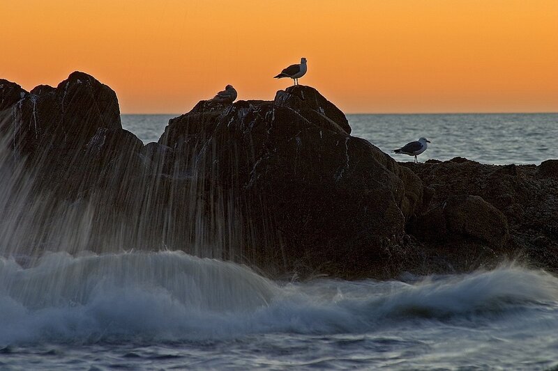 Seagulls on rocks at sunset