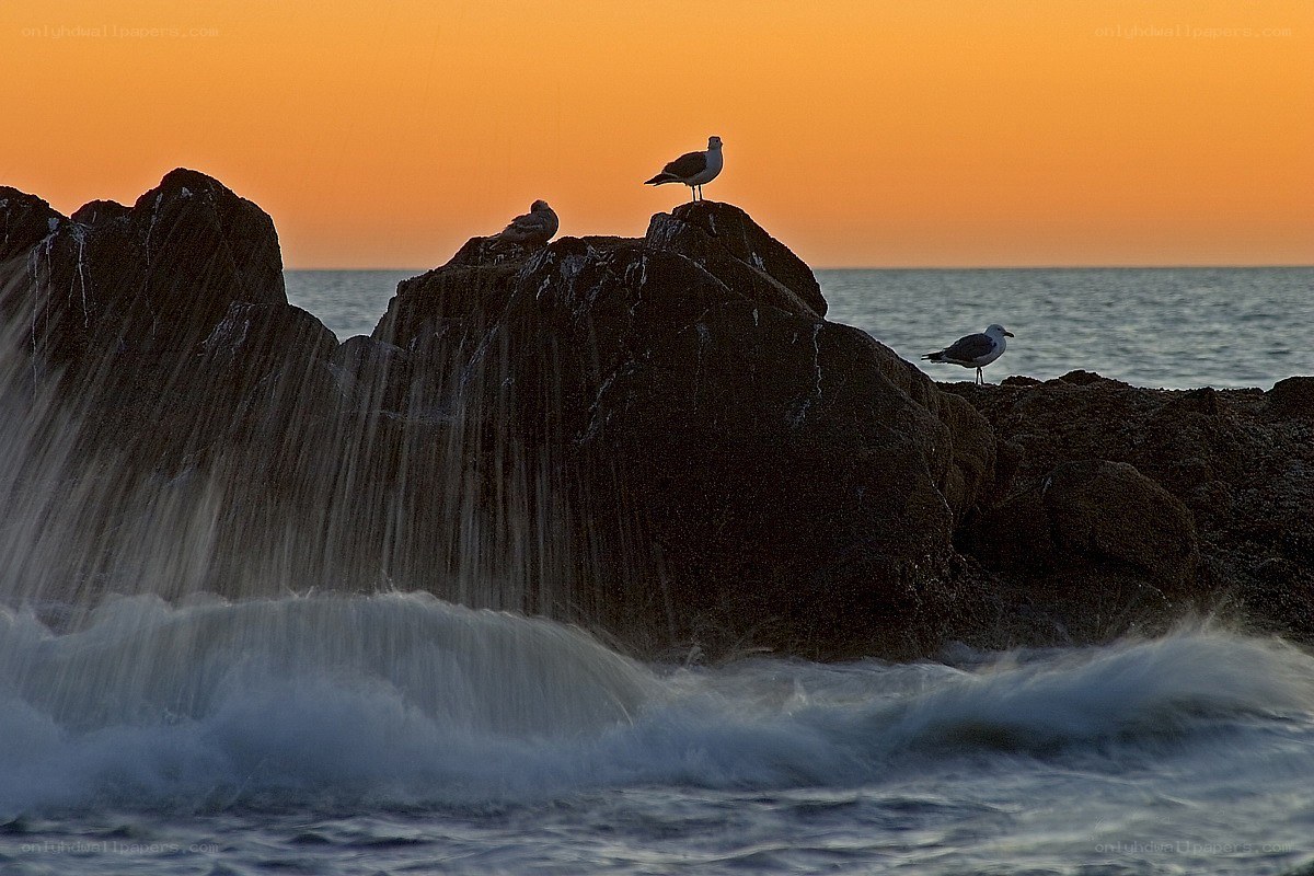 Seagulls on rocks at sunset