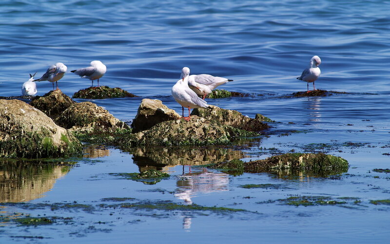 Seagulls on Rocks — Blue, Serene