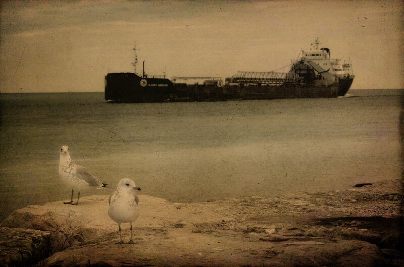 Seagulls on Rocks — Brown