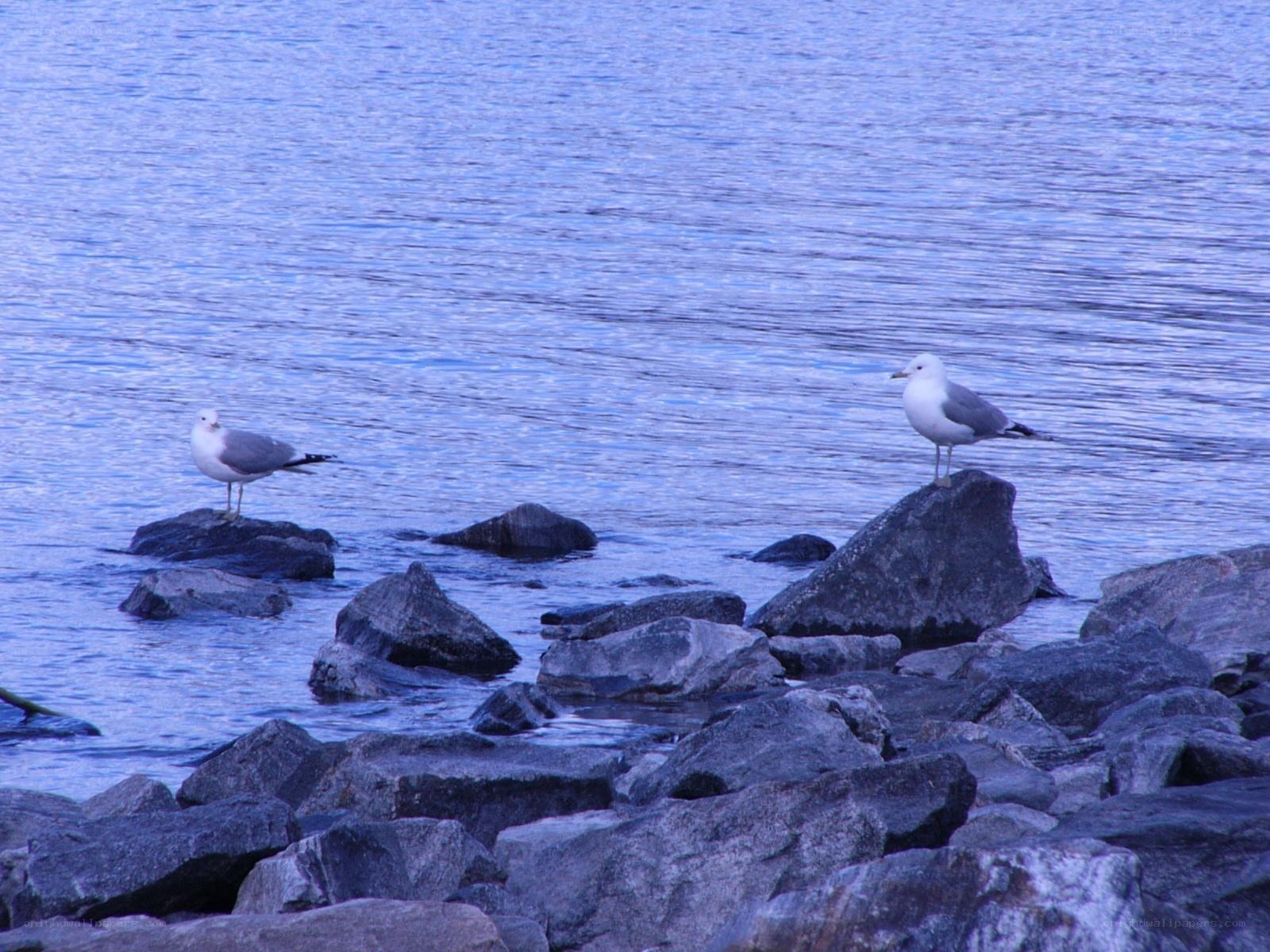 Seagulls on rocks by water