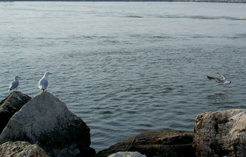 Seagulls on Rocks — Gray