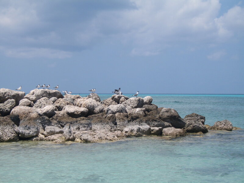 Seagulls on rocky jetty