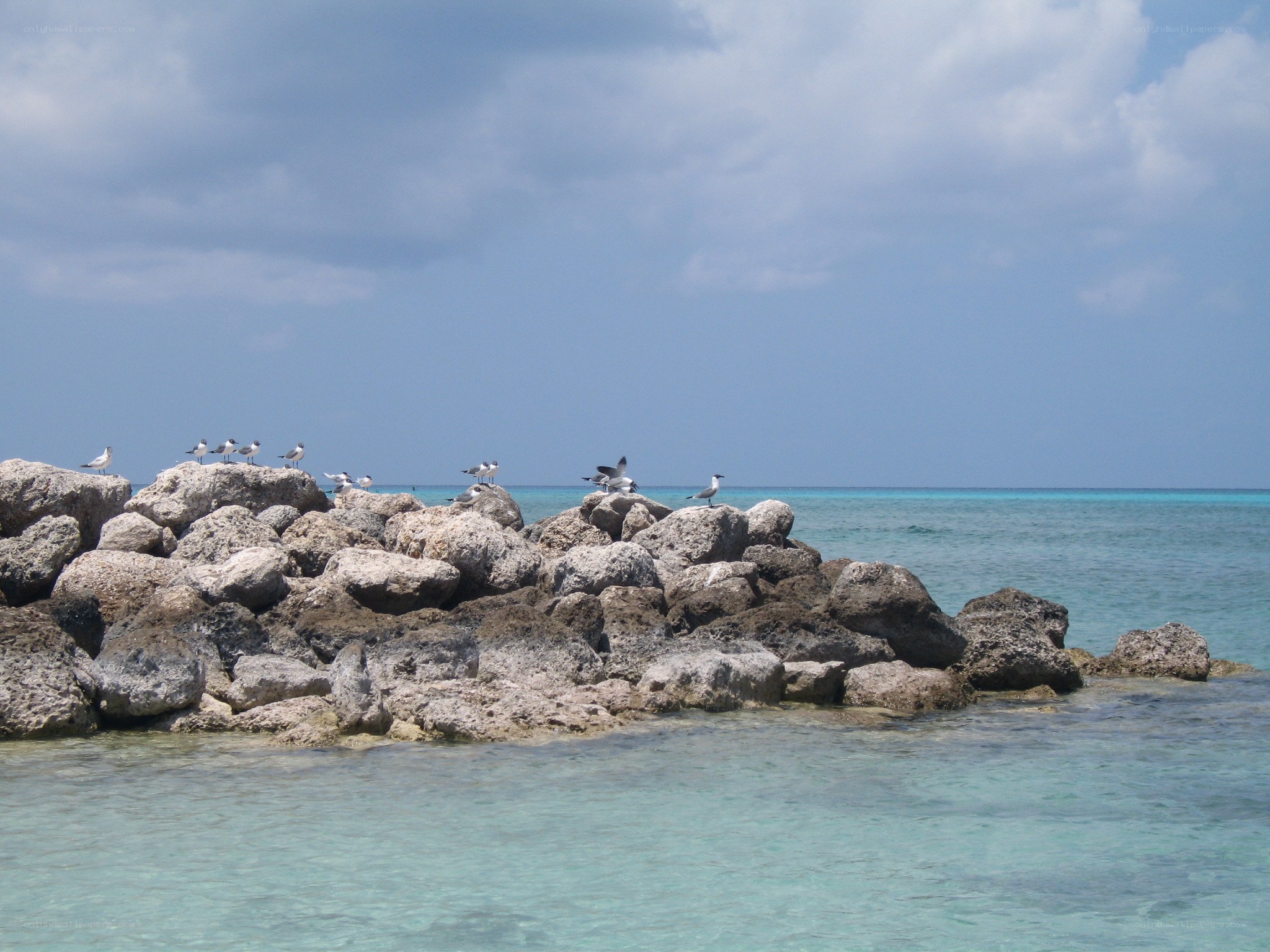 Seagulls on rocky jetty