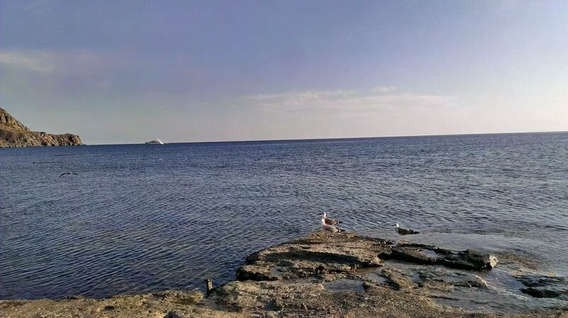 Seagulls on Rocky Shore — Blue, Calm