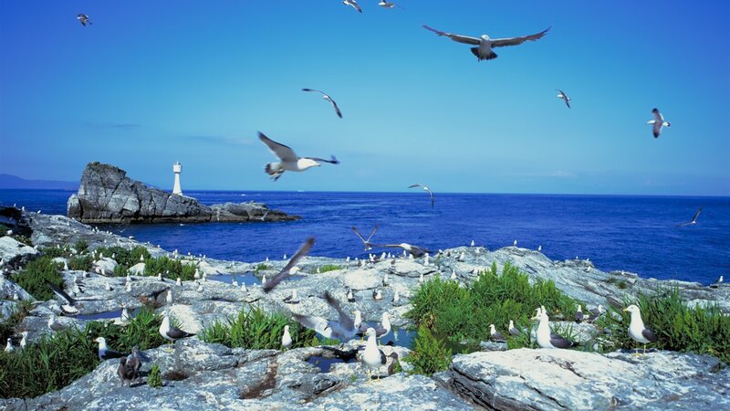 Seagulls on Rocky Shore — Blue, Serene