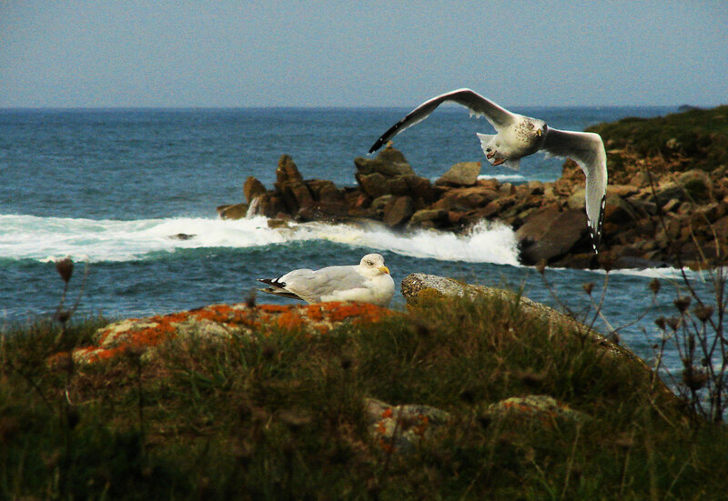 Seagulls on Rocky Shore — Blue