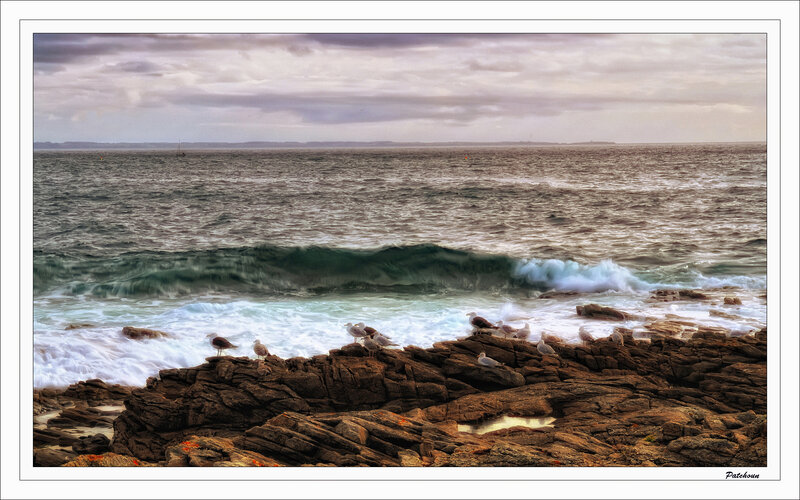 Seagulls on Rocky Shore — Brown