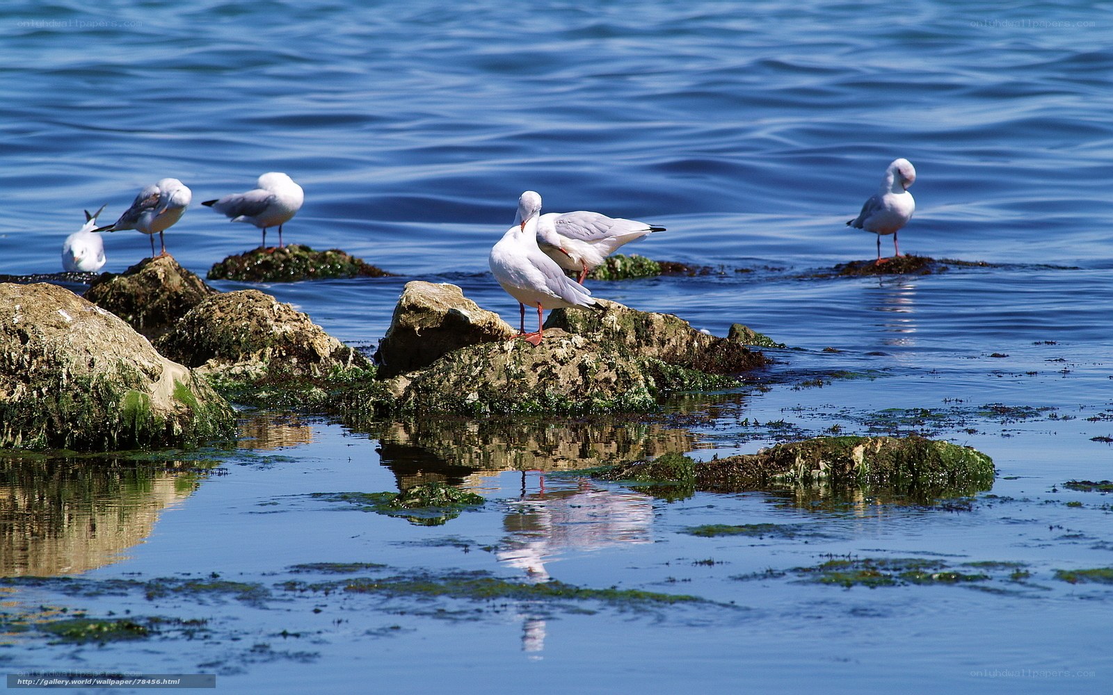 Seagulls on rocky shore