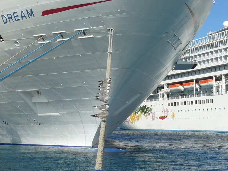 Seagulls on Ship Rope