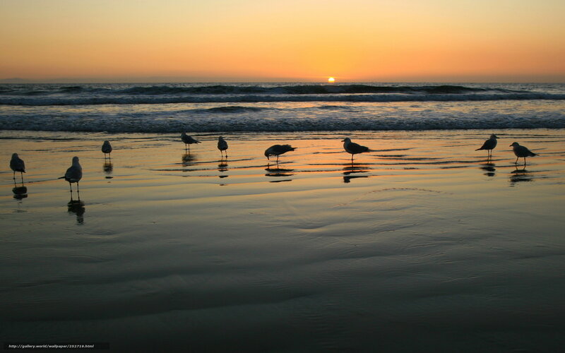 Seagulls on the beach at sunset